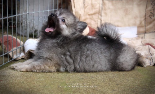 N�meck� �pic s PP