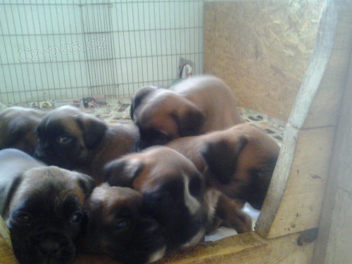 �t���tka zlat� boxer