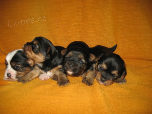 �t��ata yorkshire 