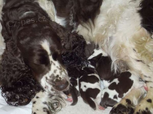 �t���tka anglick�ho �pringr�pan�la