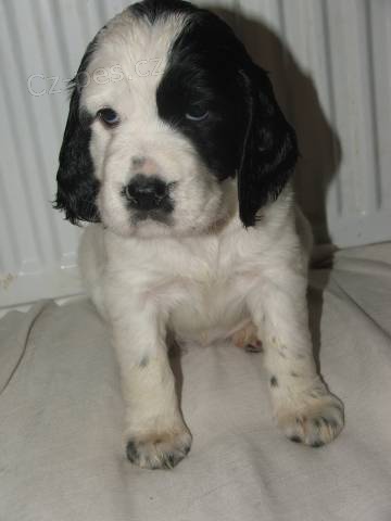 Anglick� �pringr�pan�l - nab�dka �t���tek