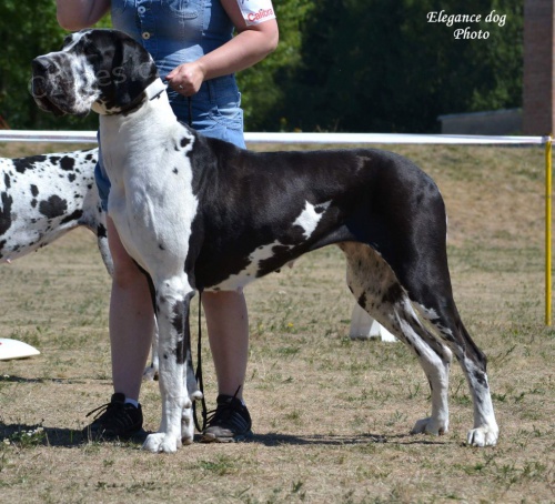 N�meck� doga - �ern� a skvrnit�