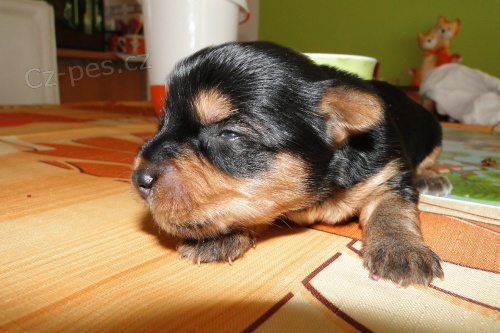 York��rsk� teri�r s PP