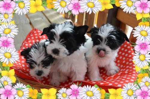 Biewer terier - �t���tka