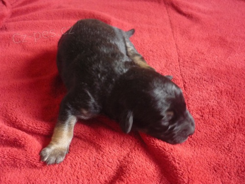 K��enec - �t���tka