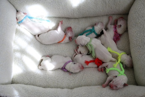 Dalmatin �t��ata