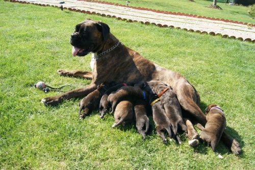 �t��ata n�meck�ho boxera s PP