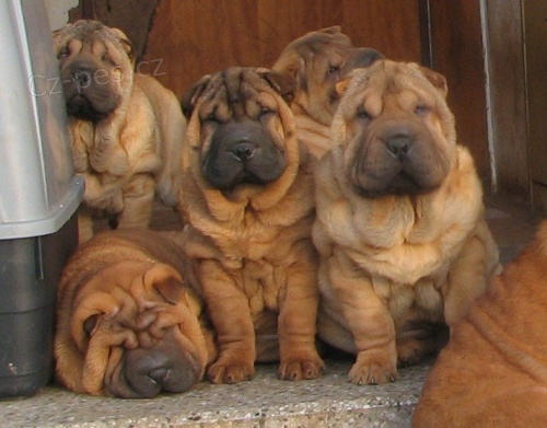 Šarpej,  shar-pei, sharpei Šarpej,  shar-pei, sharpei