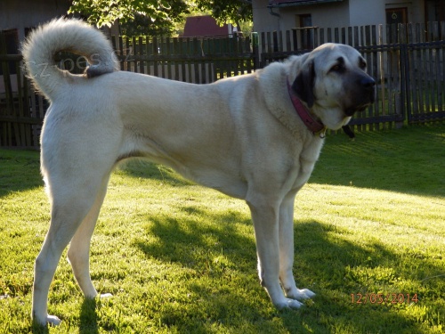 Anatolsk� pasteveck� pes- kangal- �t��ata