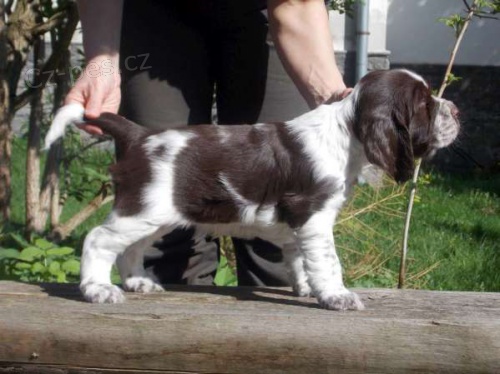 anglick� �pringr�pan�l