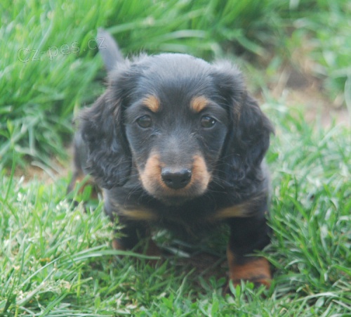 Fene�ka dlouhosrst�ho jezev��ka