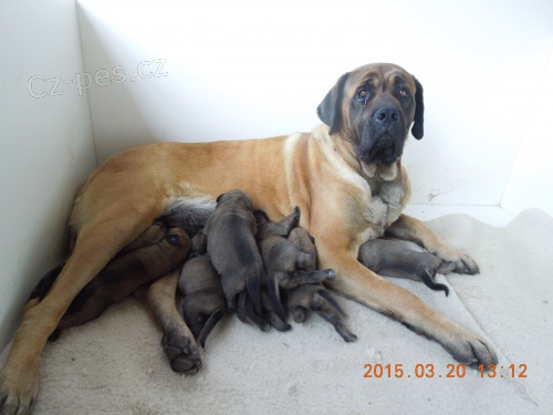 ANGLICK� MASTIF s PP