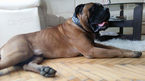 nabizim se sle�n�