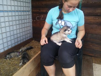 Nab�dka Alja�sk�ch Malamut� s PP