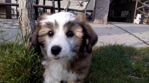 ��nsk� chocholat� pes - labut�nka