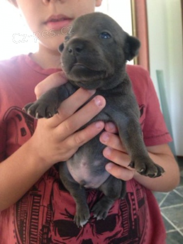 nov� modr� Staford��rsk� bulteri�r �t��ata