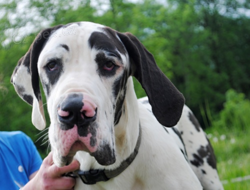 N�meck� doga harlek�n 9 m�s�c� s PP