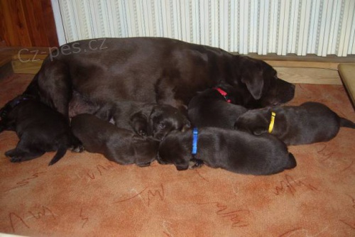 �okol�dov� �t���tka