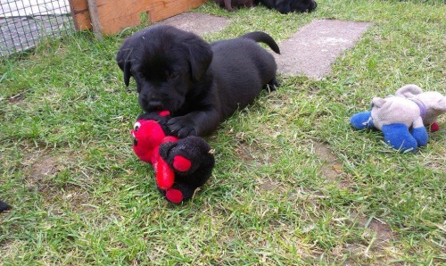 Labradorsk� retr�vr s PP