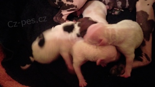 AMERICK� BEZSRST� TERI�R TOP NAB�DKA