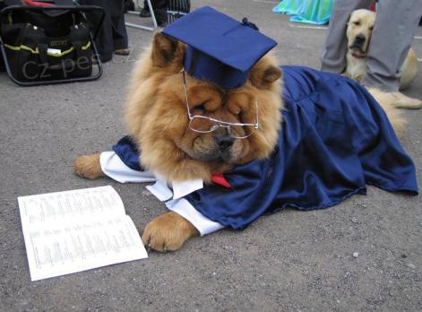 Al�k�v poh�r 2015