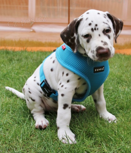 Dalmatin �t�n� s PP