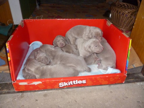 Prod�m �t��ata v�marsk�ho oha�e