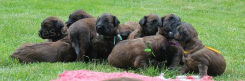 Briard �t���tka