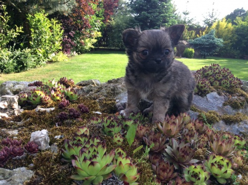 �ivava dlouhosrst� s PP