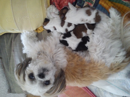 �t���tka Shih-tzu