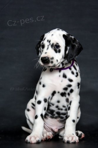 Dalmatin -  �t�n� s PP
