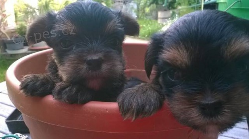 Prod�m �t���tko jork��rka - fene�ku bez PP