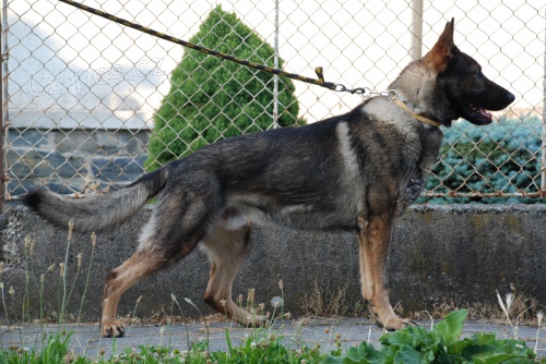 Německý ovčák ke krytí s PP Německý ovčák ke krytí s PP