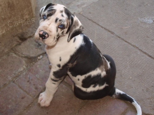 N�meck� doga- skvrnit� �t���tka 