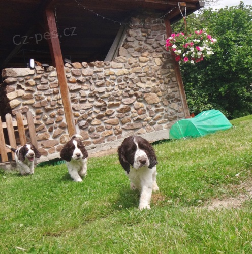 Anglick� �pringr �pan�l