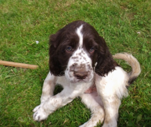 Anglick� �pringr �pan�l