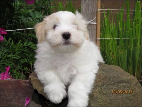 Havansk� ps�k s PP - fenka a pejsek