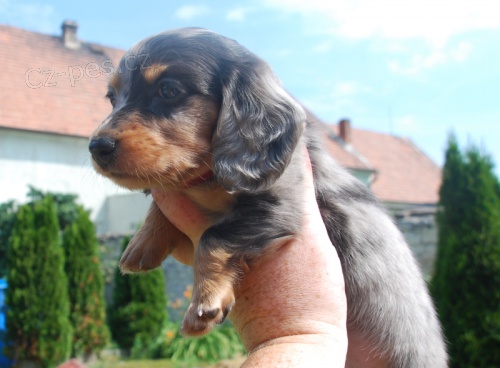 Dlouhosrst� jezev��ci