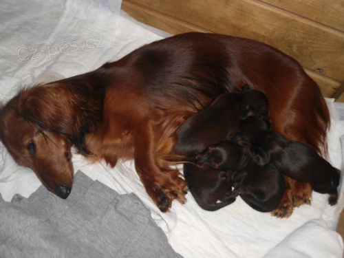 �t�n� jezev��ka dlouhosrst. trp./kr�l.�erven� s PP