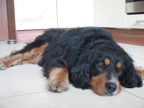 Mini bernsk� sala�nick� pes