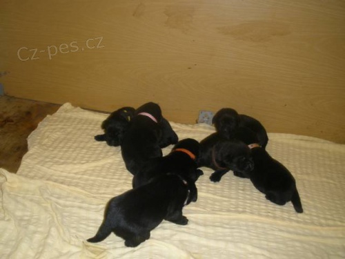 Labradorsk� retr�vr