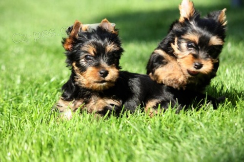 Jorkšírský teriér Jorkšírský teriér