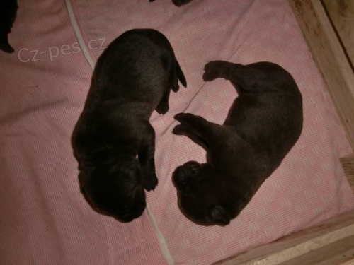 Prod�m �t�n� labradora