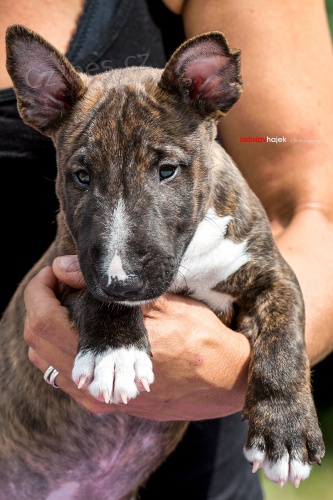 Miniaturni bullterier s PP