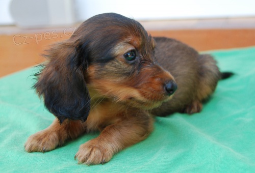 Jezev��k dlouhosrst� bez pp