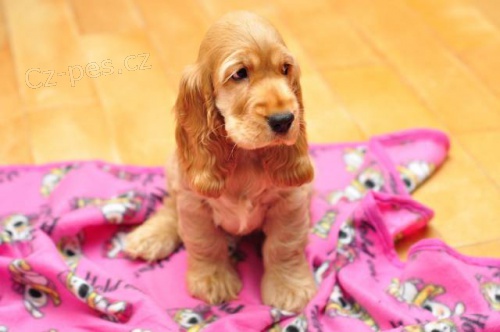 �t���tka anglick�ch kokr�pan�l�