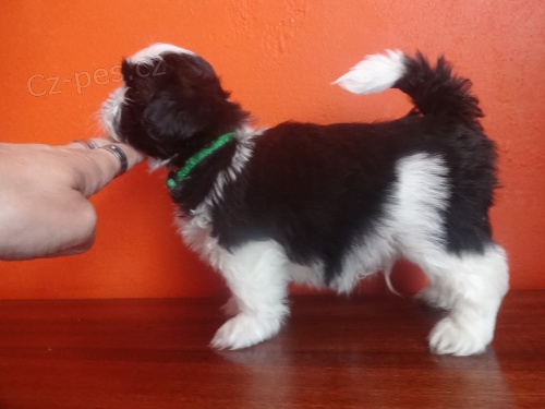 Prod�m Shih-tzu
