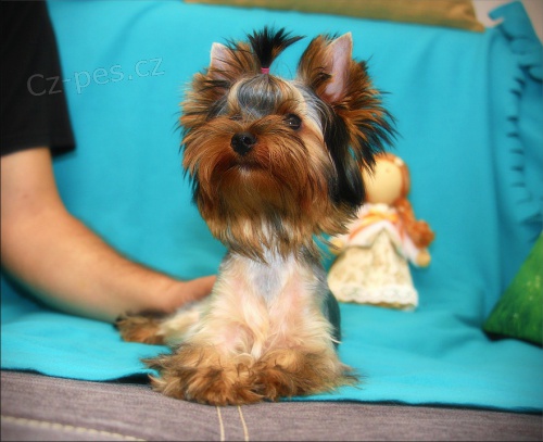 Jork��rsk� teri�r / yorkshire