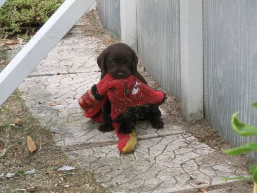 Prod�m �t�n� labradora