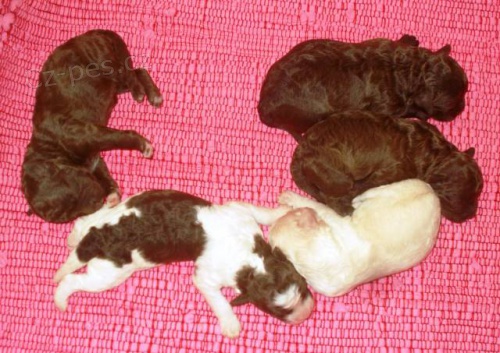 Lagotto Romagnolo s FCI rodokmenem